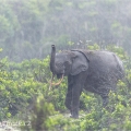 Africký slon pralesní (Loxodonta cyclotis) v tropickém lijáku | fotografie