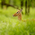 Antilopa impala (Aepyceros melampus) | fotografie