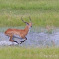 Antilopa voduška červená (Kobus leche). | fotografie