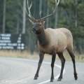 Běžný účastník silničního  provozu  v Yellowstone N.P. | fotografie
