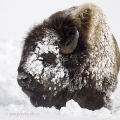 Bizon americký (Bison bison) | fotografie