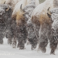 Bizon americký (Bison bison) | fotografie