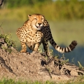 Gepard štíhlý (Acinonyx jubatus) | fotografie