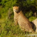 Gepard štíhlý (Acinonyx jubatus) | fotografie