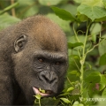 Gorila nížinná  (Gorilla gorilla) | fotografie