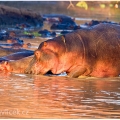 Hroch obojživelný (Hippopotamus amphibius) | fotografie