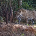 Jaguár americký (Panthera onca) | fotografie