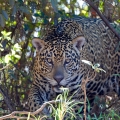 Jaguár americký (Panthera onca) | fotografie
