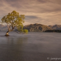 Jezero Wanaka, vrba, asi nejfotografovanější strom na NZ | fotografie