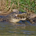 Kajman brýlový (Caiman crocodilus) | fotografie