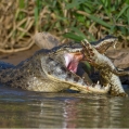 Kajman brýlový (Caiman crocodilus) | fotografie