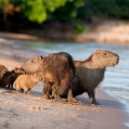 Kapybara (Hydrochoerus hydrochaeris) | fotografie