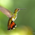 Kolibřík rezavoocasý (Amazilia tzacatl) | fotografie