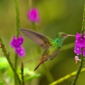 Kolibřík rezavoocasý (Amazilia tzacatl) | fotografie