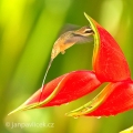 Kolibřík západní (Phaethornis longirostris) | fotografie