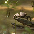 Krab bahenní, krab mokřadní, krab černý  (Scylla serrata ) | fotografie