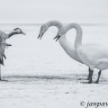 Labut zpěvná  (Cygnus cygnus)  vs. Jeřáb popelavý (Grus... | fotografie