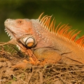 Leguán zelený, sameček (Iguana iguana) | fotografie