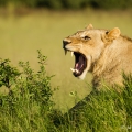 Lev pustinný ( Panthera leo ) | fotografie