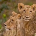 Lev pustinný (Panthera leo) | fotografie