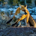 Liška obecná   (Vulpes vulpes) | fotografie