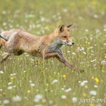 Liška obecná (Vulpes vulpes) | fotografie