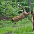 Liška obecná (Vulpes vulpes) | fotografie