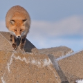 Liška obecná (Vulpes vulpes schrencki) | fotografie