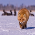 Liška obecná (Vulpes vulpes schrencki) | fotografie