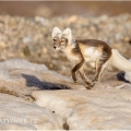 Liška polární , Vulpes lagopus - v období přechodu na... | fotografie
