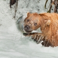 Losos stříbrný,  Oncorhynchus kisutch, Medvěd grizzly (Ursus... | fotografie