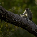 Makak jávský (Macaca fascicularis) | fotografie