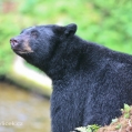 Medvěd černý (Ursus americanus) | fotografie