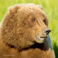 Medvěd grizzly (Ursus arctos horribilis), samice, také:... | fotografie