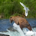 Medvěd grizzly (Ursus arctos horribilis),  také:  medvěd... | fotografie