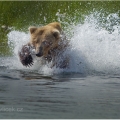 Medvěd grizzly (Ursus arctos horribilis),  také:  medvěd... | fotografie