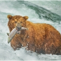 Medvěd grizzly (Ursus arctos horribilis), také:  medvěd... | fotografie