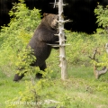Medvěd hnědý (Ursus arctos) | fotografie