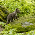 Medvěd hnědý (Ursus arctos) | fotografie