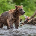 Medvěd kamčatský  (Ursus arctos beringianus) | fotografie