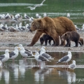 Medvěd kamčatský  (Ursus arctos beringianus) | fotografie