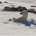 Medvěd lední,  Ursus maritimus | fotografie