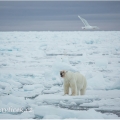 Medvěd lední,  Ursus maritimus | fotografie