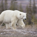 Medvěd lední, Ursus maritimus | fotografie