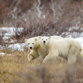 Medvěd lední (Ursus maritimus) | fotografie