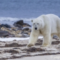 Medvěd lední (Ursus maritimus) | fotografie