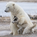 Medvěd lední (Ursus maritimus) a Kanadský eskymácký  pes... | fotografie