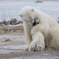Medvěd lední (Ursus maritimus) a Kanadský eskymácký pes... | fotografie