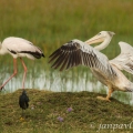 Nesyt africký (Mycteria ibis) a Pelikán bílý (Pelecanus... | fotografie