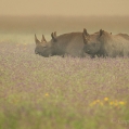 Nosorožec dvourohý/Nosorožec černý (Diceros bicornis) | fotografie